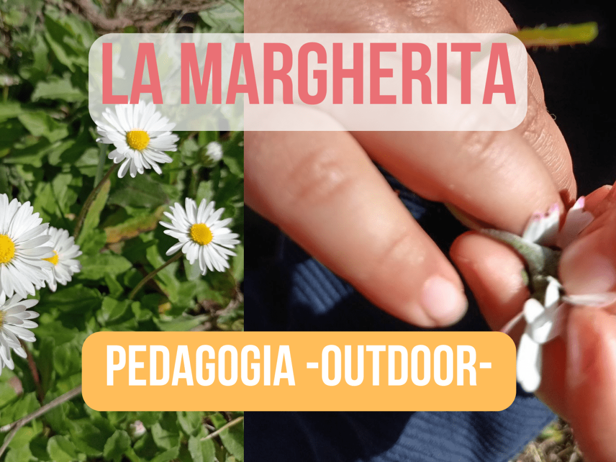 Dal regno vegetale, curiosità e proposte: “LA MARGHERITA”